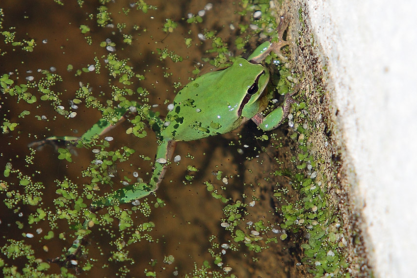 Hyla meridionalis - foto e canto